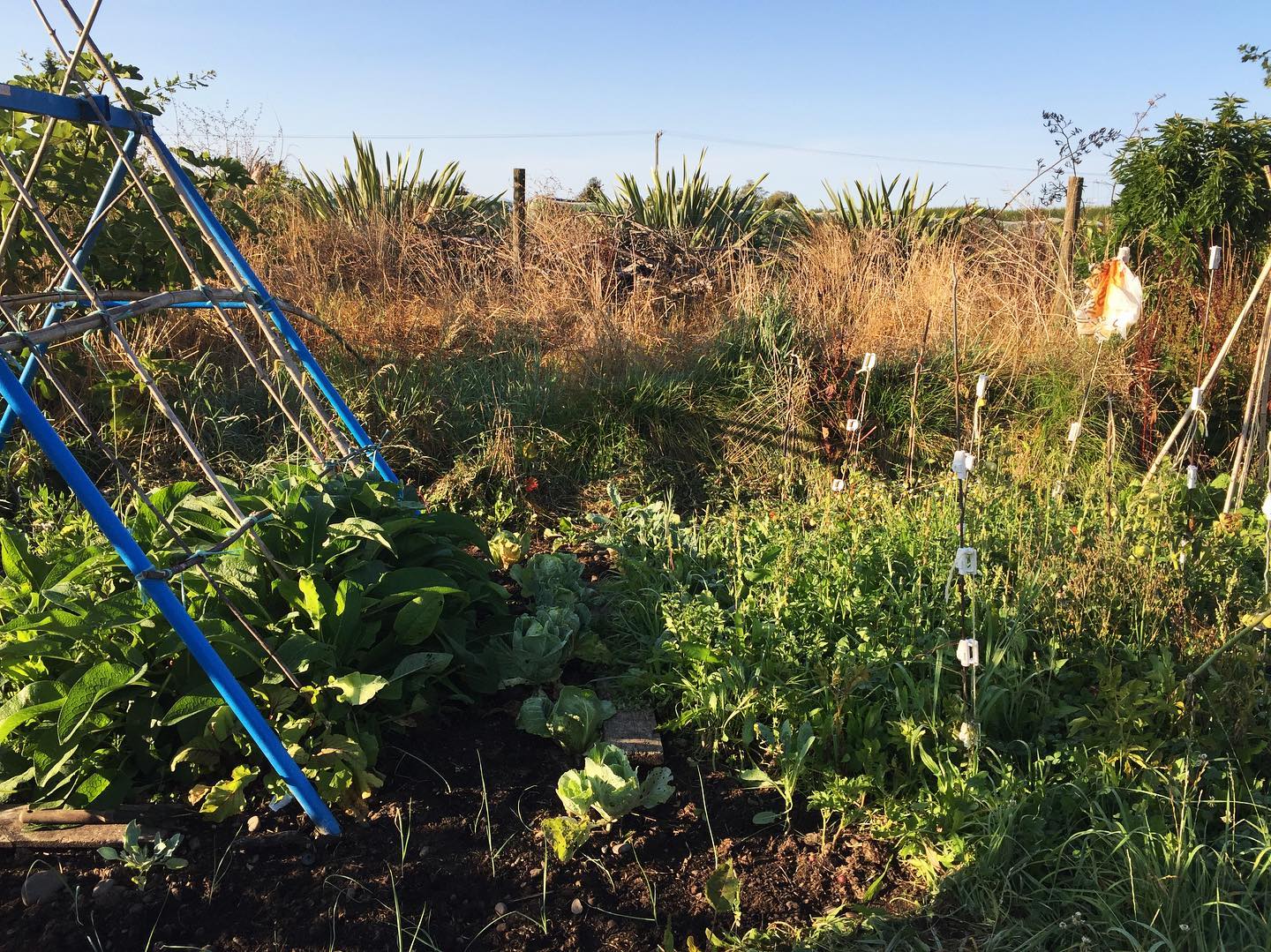 Read more about the article Victory gardens in the time of Covid-19