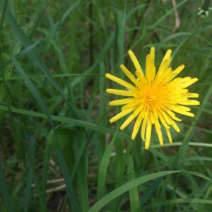 Read more about the article The wonder of “weeds”: Dandelion and miner’s lettuce