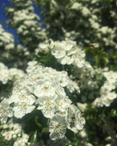 Read more about the article Mystical, magical hawthorn