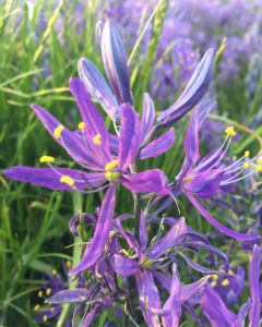 Read more about the article Purple and yellow: The colours of spring