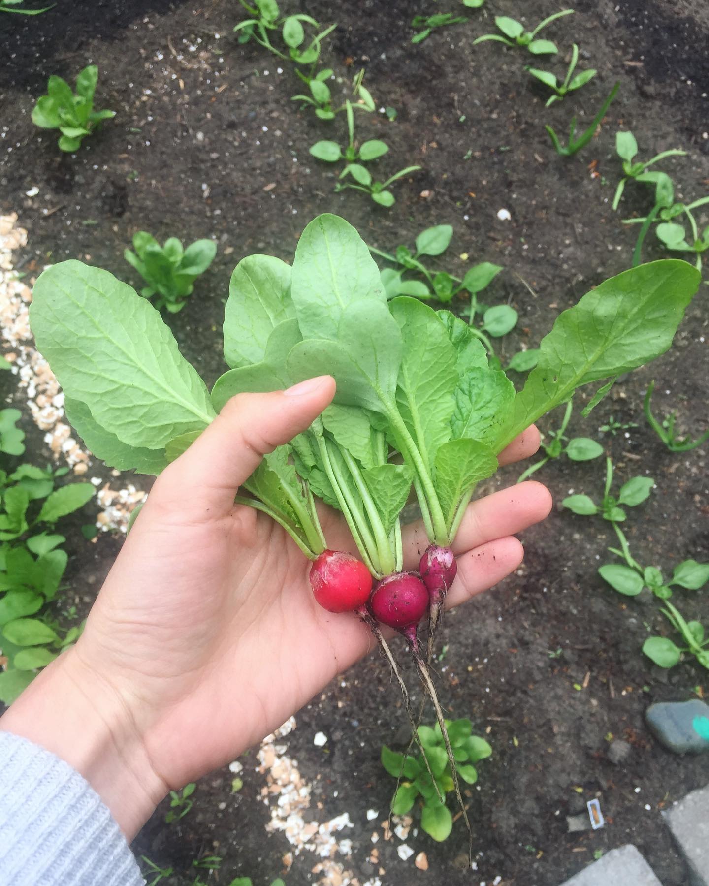 You are currently viewing Radish woes