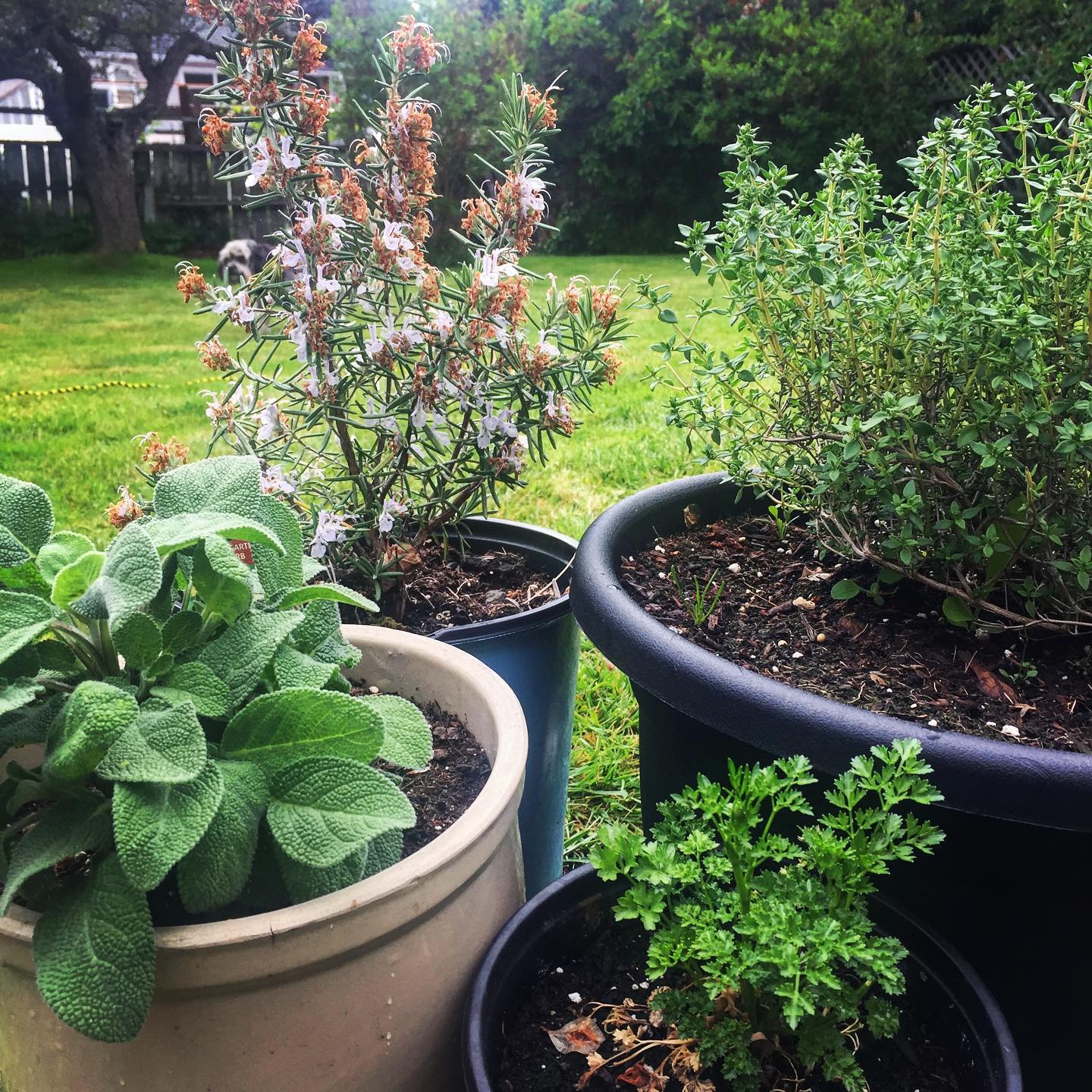 You are currently viewing The medicine of culinary herbs: Parsley, sage, rosemary, and thyme