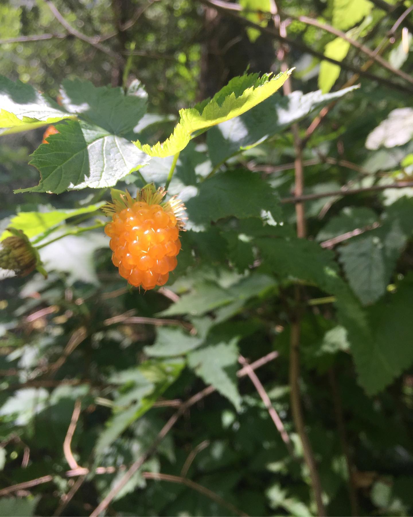 You are currently viewing The sweet treat of berry season