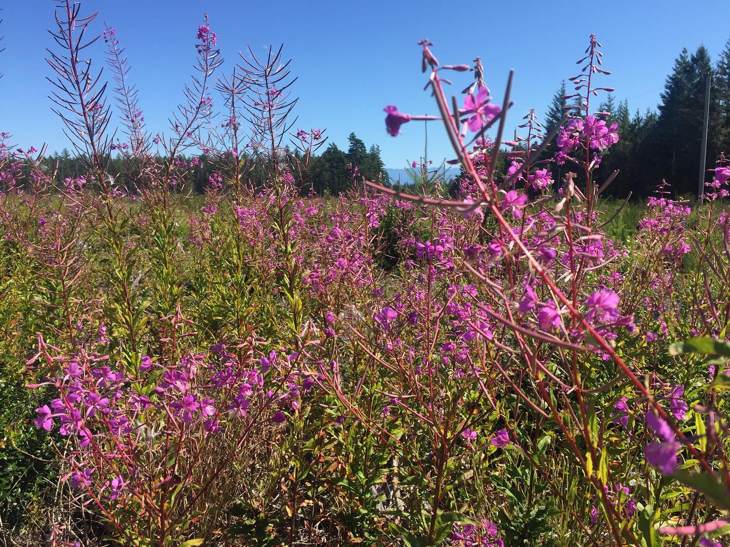 You are currently viewing Fireweed: A light in the darkness