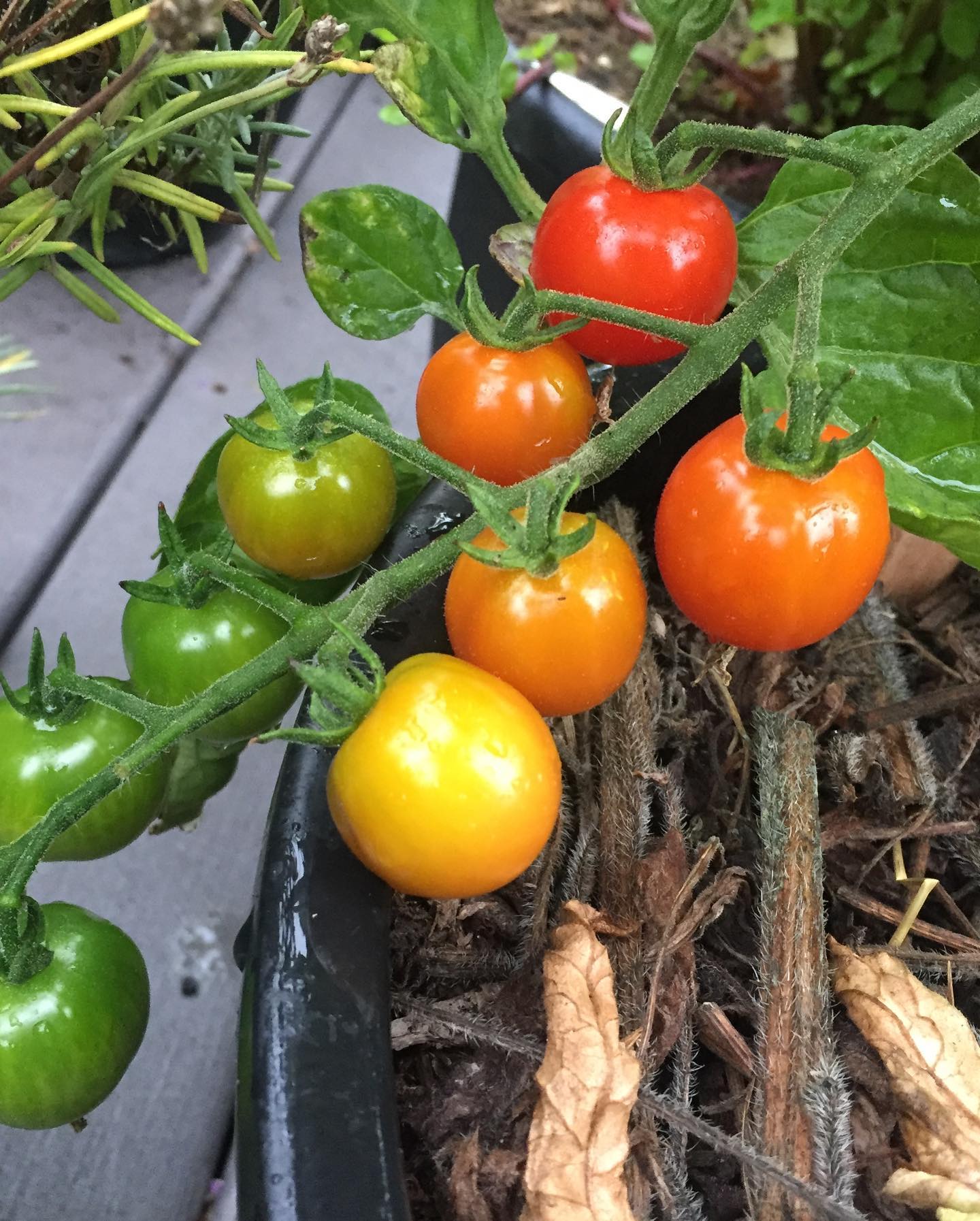 You are currently viewing Transitioning from summer to fall in the garden