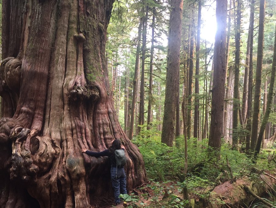 You are currently viewing A conversation about conservation | What’s the deal with old growth forests?