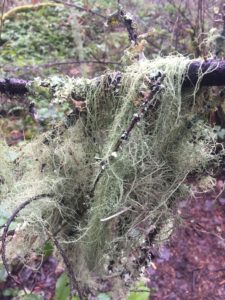 Read more about the article Usnea: A medicinal forest beard