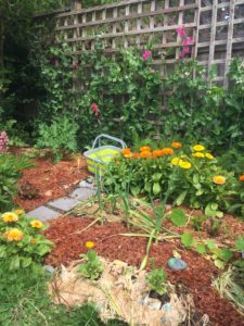 Read more about the article Growing soil | Creating a healthy garden ecosystem