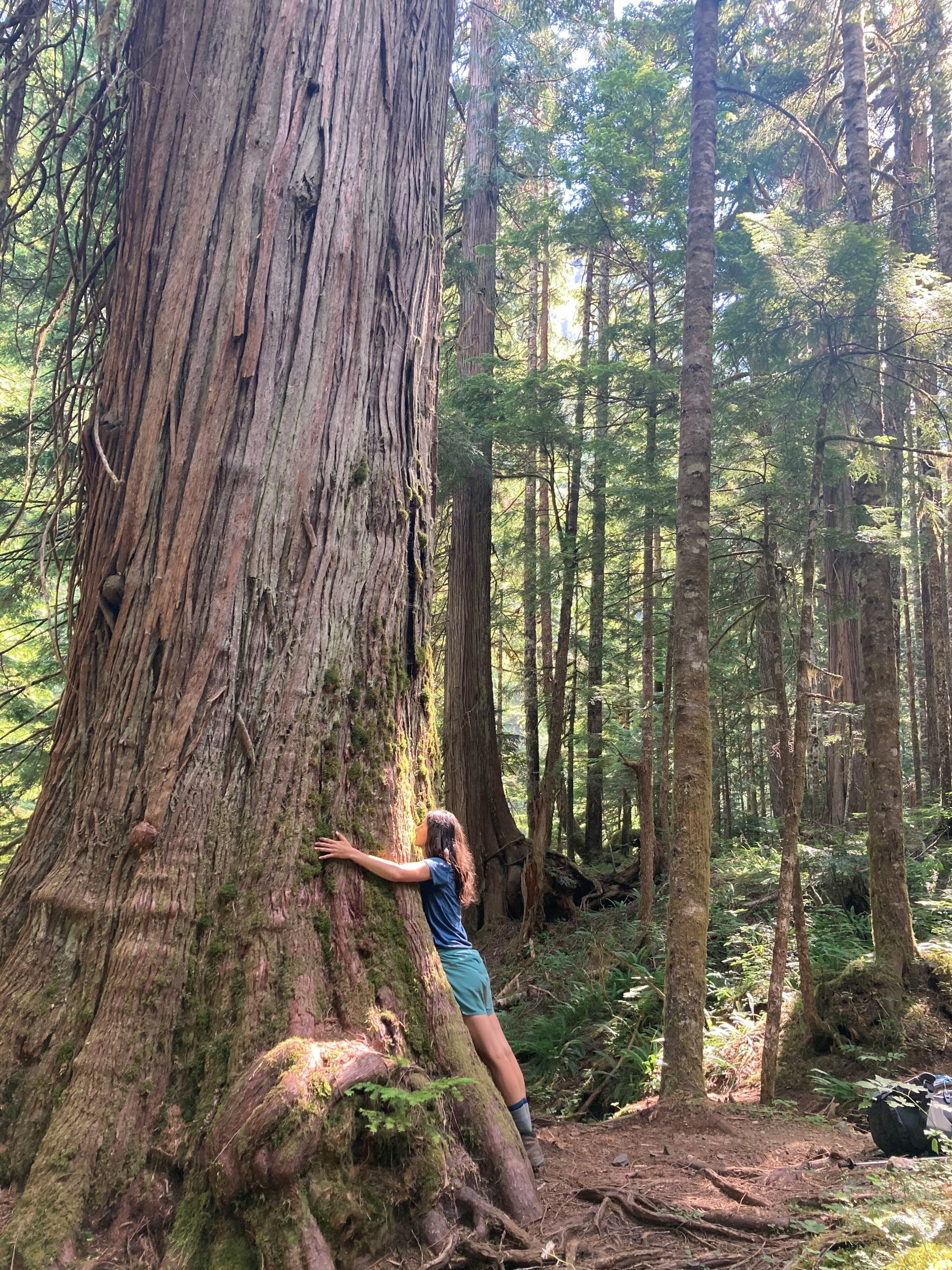 Read more about the article How plants communicate | Forest connections and the work of Suzanne Simard